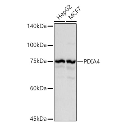 Western Blot - Anti-ERp72 Antibody (A9438) - Antibodies.com