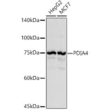 Western Blot - Anti-ERp72 Antibody (A9438) - Antibodies.com