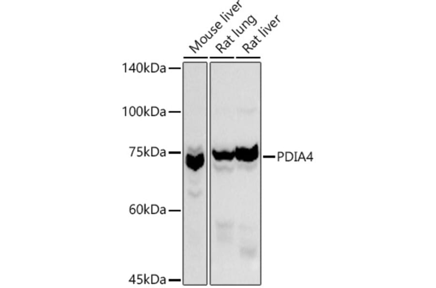 Western Blot - Anti-ERp72 Antibody (A9438) - Antibodies.com