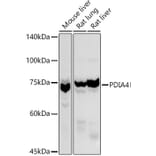 Western Blot - Anti-ERp72 Antibody (A9438) - Antibodies.com