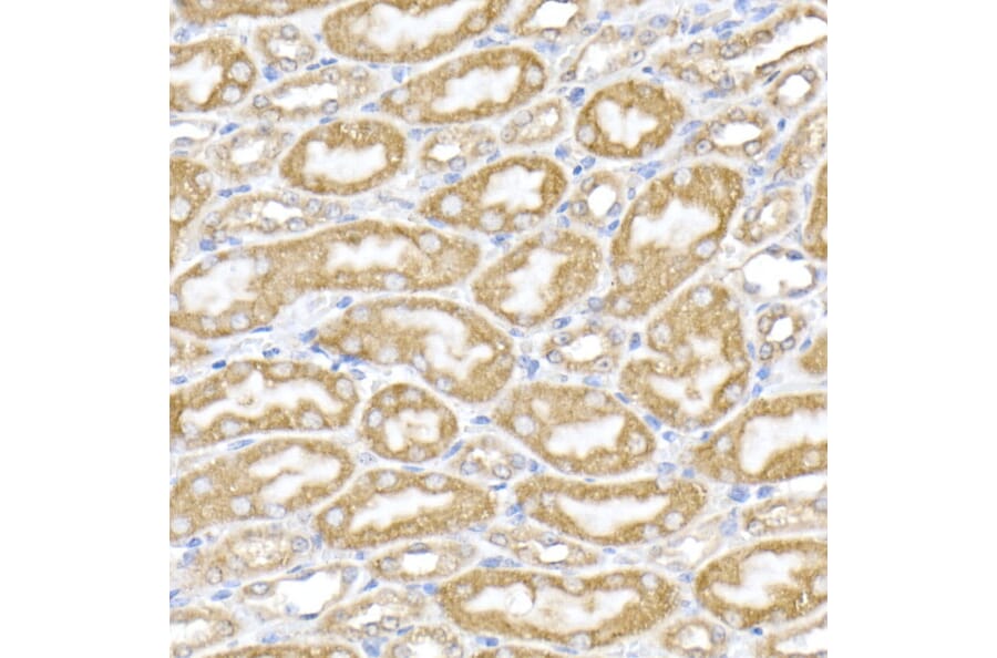 Immunohistochemistry - Anti-ERp72 Antibody (A9438) - Antibodies.com