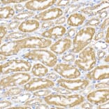 Immunohistochemistry - Anti-ERp72 Antibody (A9438) - Antibodies.com