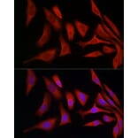 Immunofluorescence - Anti-ERp72 Antibody (A9438) - Antibodies.com