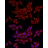 Immunofluorescence - Anti-ERp72 Antibody (A9438) - Antibodies.com