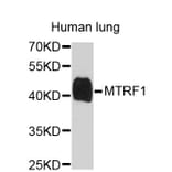 Western Blot - Anti-MTRF1 Antibody (A4327) - Antibodies.com
