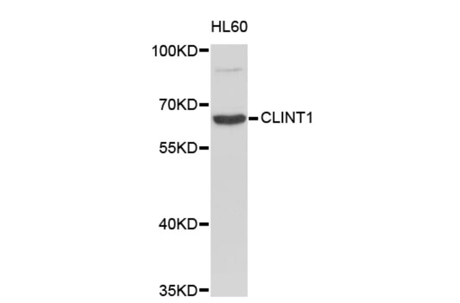 Western Blot - Anti-CLINT1 Antibody (A4332) - Antibodies.com