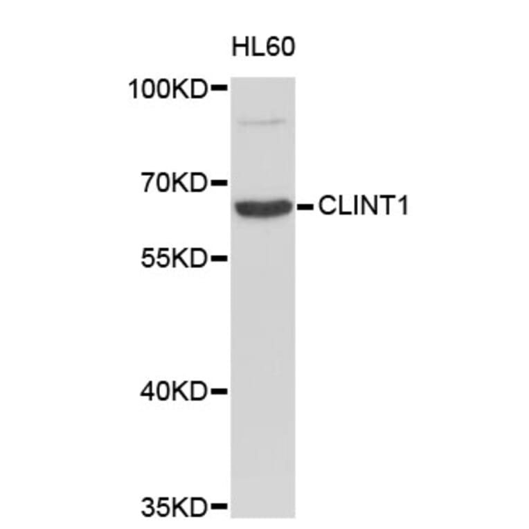 Western Blot - Anti-CLINT1 Antibody (A4332) - Antibodies.com