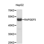 Western Blot - Anti-RAPGEF5 Antibody (A4337) - Antibodies.com