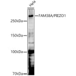 Western Blot - Anti-FAM38A/PIEZO1 Antibody (A9443) - Antibodies.com