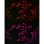 Immunofluorescence - Anti-FAM38A/PIEZO1 Antibody (A9443) - Antibodies.com