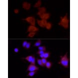 Immunofluorescence - Anti-FAM38A/PIEZO1 Antibody (A9443) - Antibodies.com