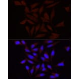 Immunofluorescence - Anti-FAM38A/PIEZO1 Antibody (A9443) - Antibodies.com