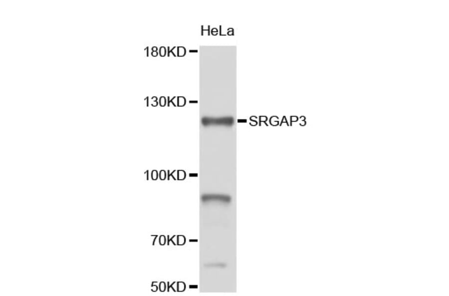 Western Blot - Anti-SRGAP3 Antibody (A4354) - Antibodies.com