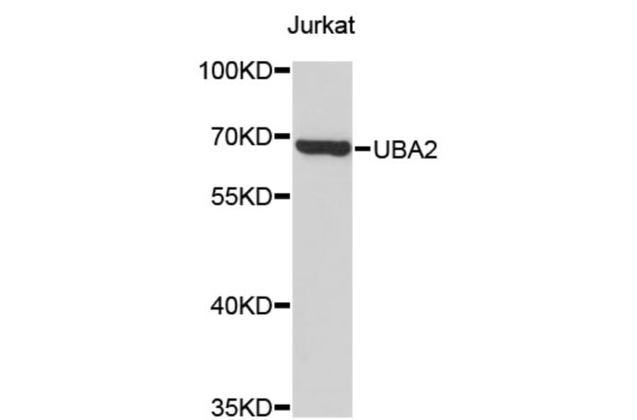 Western Blot - Anti-UBA2 Antibody (A4363) - Antibodies.com