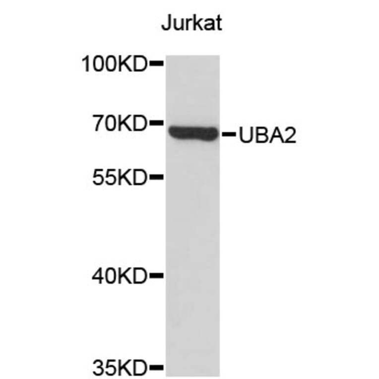 Western Blot - Anti-UBA2 Antibody (A4363) - Antibodies.com
