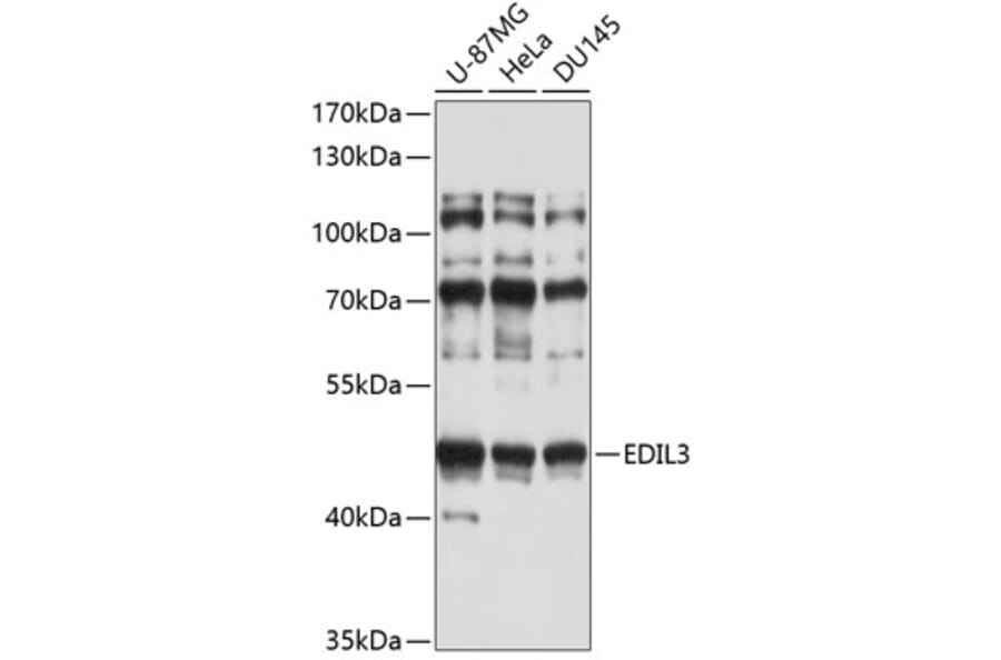 Western Blot - Anti-EDIL3/DEL1 Antibody (A9448) - Antibodies.com