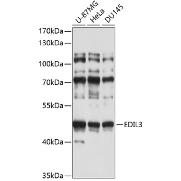 Western Blot - Anti-EDIL3/DEL1 Antibody (A9448) - Antibodies.com