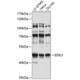 Western Blot - Anti-EDIL3/DEL1 Antibody (A9448) - Antibodies.com