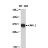 Western Blot - Anti-ARPC2 Antibody (A4375) - Antibodies.com