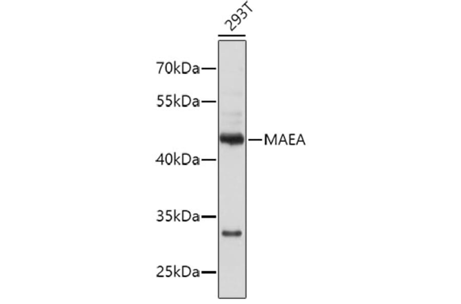 Western Blot - Anti-MAEA Antibody (A4400) - Antibodies.com