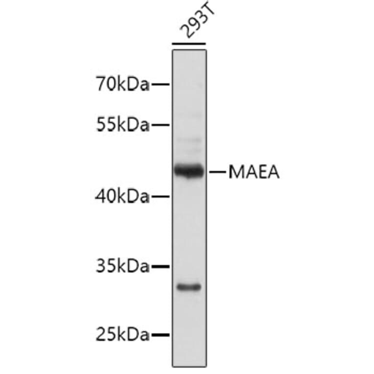Western Blot - Anti-MAEA Antibody (A4400) - Antibodies.com