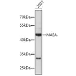 Western Blot - Anti-MAEA Antibody (A4400) - Antibodies.com