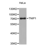 Western Blot - Anti-TNIP1 Antibody (A4404) - Antibodies.com