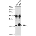 Western Blot - Anti-IFITM2 Antibody (A4438) - Antibodies.com