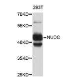 Western Blot - Anti-NUDC Antibody (A4450) - Antibodies.com
