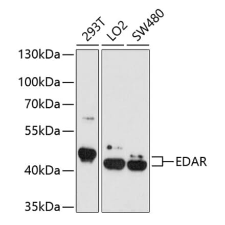 Western Blot - Anti-EDAR Antibody (A4461) - Antibodies.com