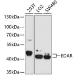 Western Blot - Anti-EDAR Antibody (A4461) - Antibodies.com