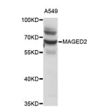 Western Blot - Anti-MAGED2 Antibody (A4462) - Antibodies.com