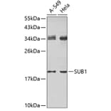 Western Blot - Anti-SUB1 Antibody (A4463) - Antibodies.com
