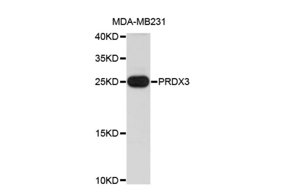 Western Blot - Anti-PRDX3 Antibody (A4464) - Antibodies.com