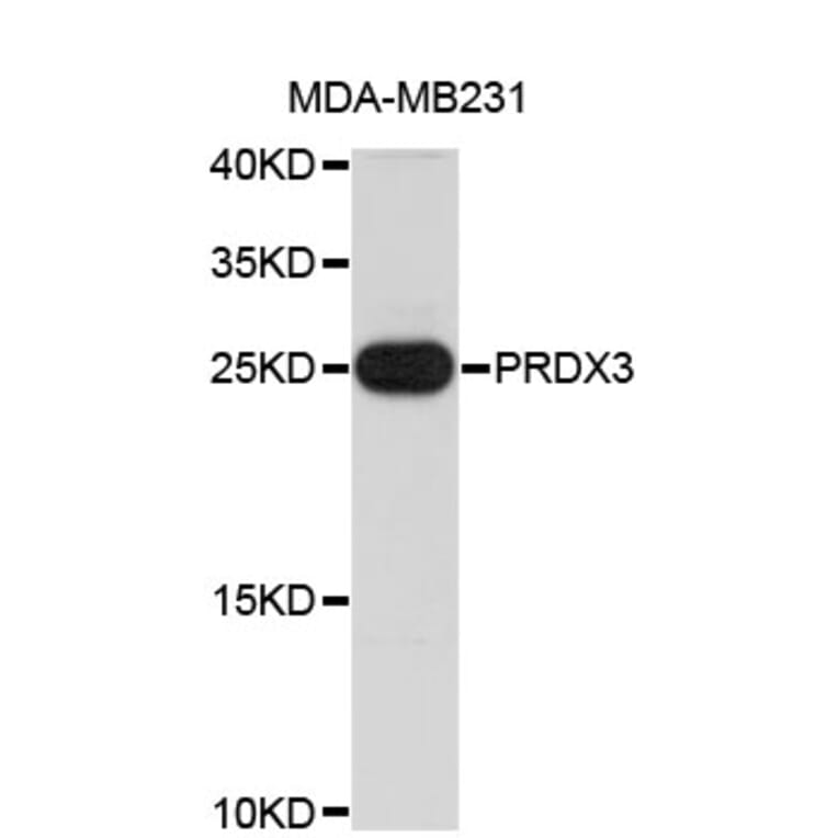 Western Blot - Anti-PRDX3 Antibody (A4464) - Antibodies.com