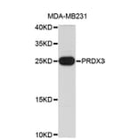 Western Blot - Anti-PRDX3 Antibody (A4464) - Antibodies.com