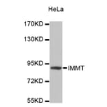 Western Blot - Anti-IMMT Antibody (A4471) - Antibodies.com