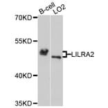 Western Blot - Anti-LILRA2 Antibody (A4477) - Antibodies.com