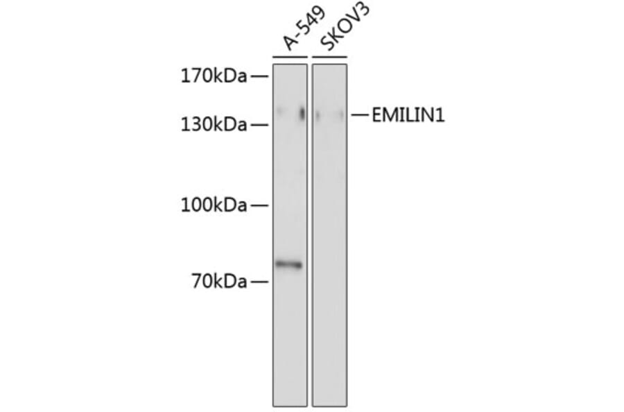 Western Blot - Anti-EMILIN1 Antibody (A4488) - Antibodies.com