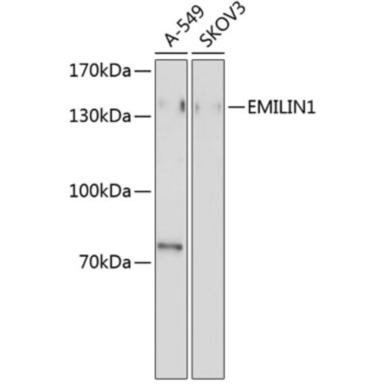 Western Blot - Anti-EMILIN1 Antibody (A4488) - Antibodies.com