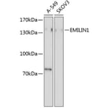 Western Blot - Anti-EMILIN1 Antibody (A4488) - Antibodies.com