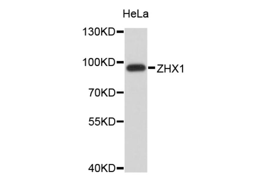 Western Blot - Anti-ZHX1 Antibody (A4496) - Antibodies.com