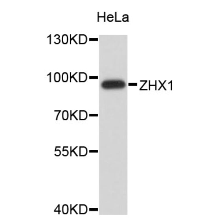 Western Blot - Anti-ZHX1 Antibody (A4496) - Antibodies.com