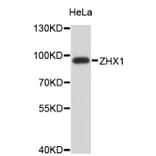 Western Blot - Anti-ZHX1 Antibody (A4496) - Antibodies.com