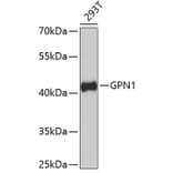 Western Blot - Anti-GPN1 Antibody (A4503) - Antibodies.com