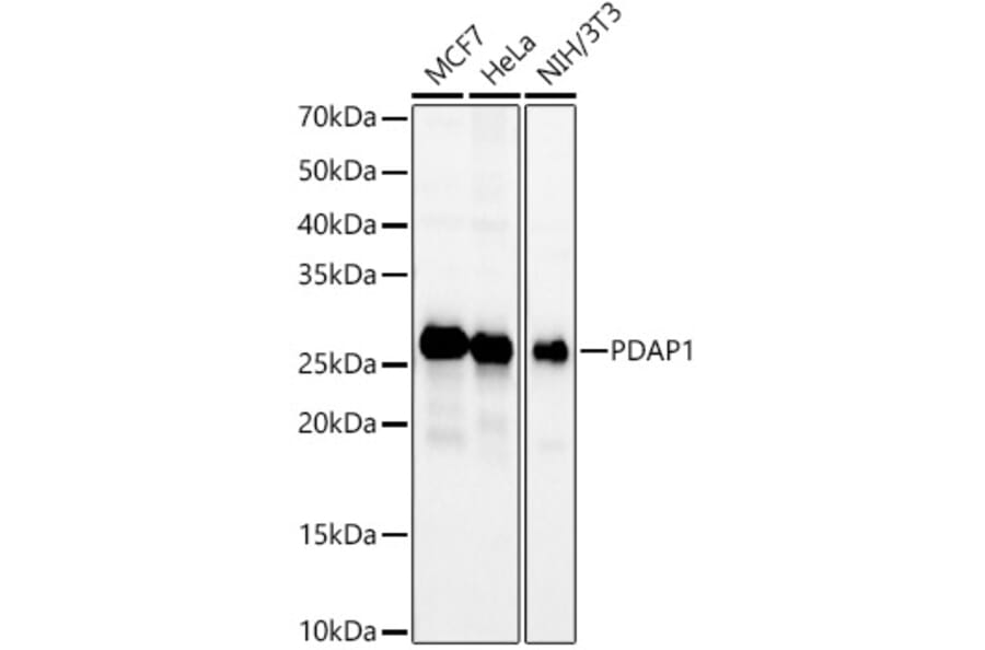 Western Blot - Anti-PDAP1 Antibody (A9482) - Antibodies.com