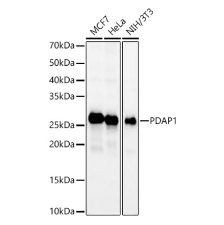 Western Blot - Anti-PDAP1 Antibody (A9482) - Antibodies.com