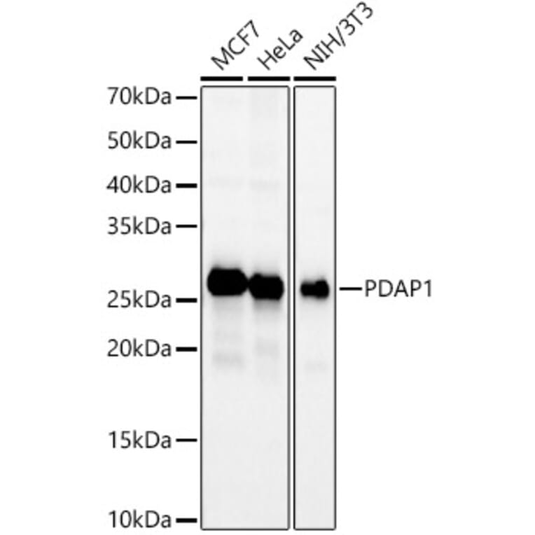 Western Blot - Anti-PDAP1 Antibody (A9482) - Antibodies.com