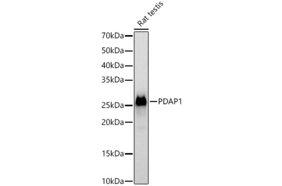 Western Blot - Anti-PDAP1 Antibody (A9482) - Antibodies.com