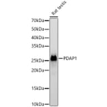 Western Blot - Anti-PDAP1 Antibody (A9482) - Antibodies.com